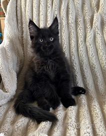 Cucciolo Maschio Maine Coon