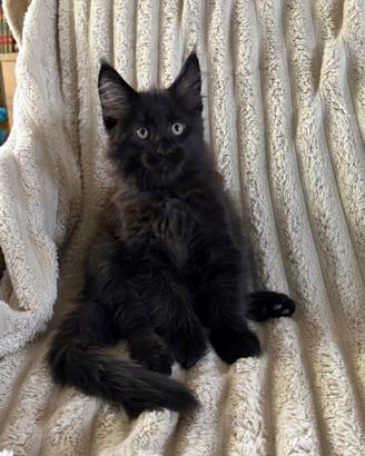 Cucciolo Maschio Maine Coon