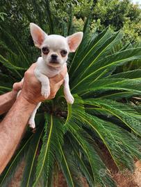 Maschietto di chihuahua