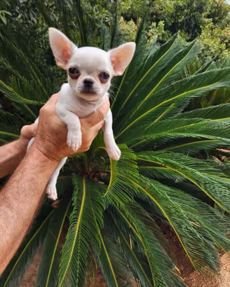 Maschietto di chihuahua
