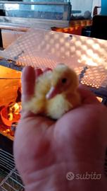 Galline Ornamentali