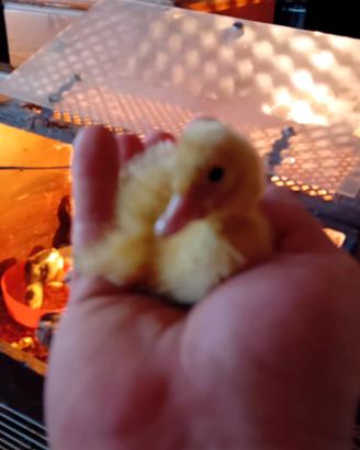 Galline Ornamentali