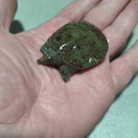 Pelodiscus sinensis red