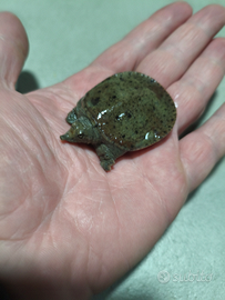 Pelodiscus sinensis red