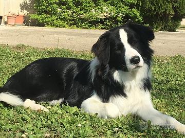 Border collie per monta