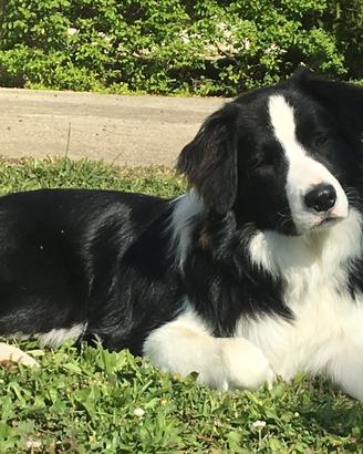 Border collie per monta