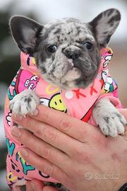 Buldog francese merle