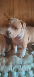 Cucciola Amstaff