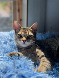 Gatto in adozione