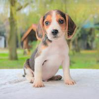 Cucciolo di Beagle in pronta consegna