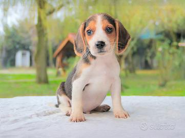 Cucciolo di Beagle in pronta consegna