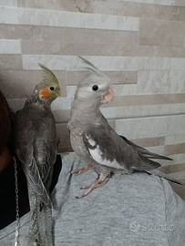 Calopsite allevati a mano