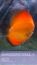 Coppia discus di 3 anni