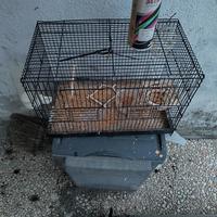 gabbia uccelli 