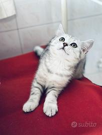 Tesori intelligentissime