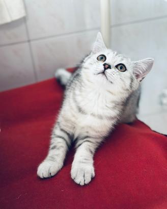 Tesori intelligentissime