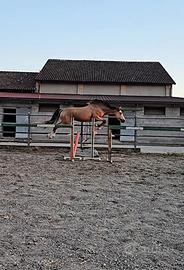 Cavallo Puledro SBS