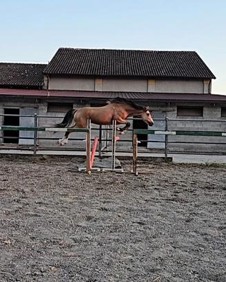 Cavallo Puledro SBS