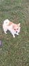 teo-spitz-particolor