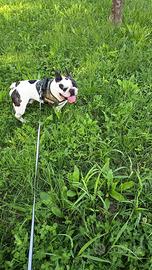 Fidanzata per i nostro bulldog francese