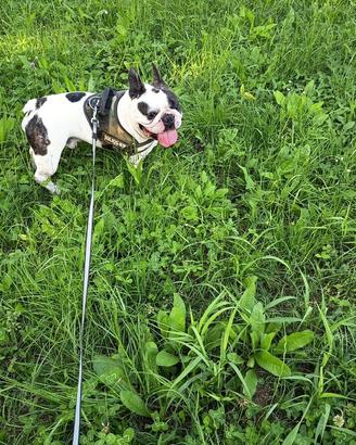 Fidanzata per i nostro bulldog francese