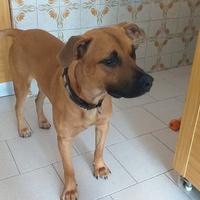 Incr.Pit Bull maschio 3 anni Danver in ADOZIONE