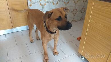 Incr.Pit Bull maschio 3 anni Danver in ADOZIONE