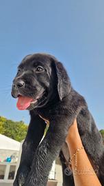 Cucciola di labrador 