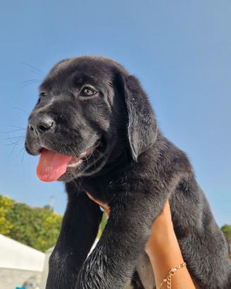 Cucciola di labrador 
