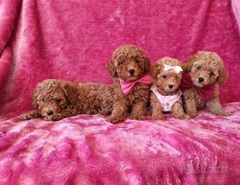 Cucciolata barboncini toy maschi femmine