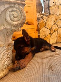 Cucciola pastore tedesco