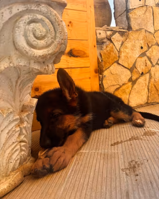 Cucciola pastore tedesco