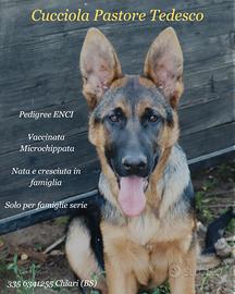 Pastore Tedesco femmina
