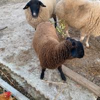 Agnello Suffolk/Dexter maschio