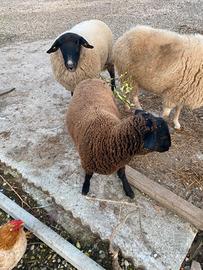 Agnello Suffolk/Dexter maschio