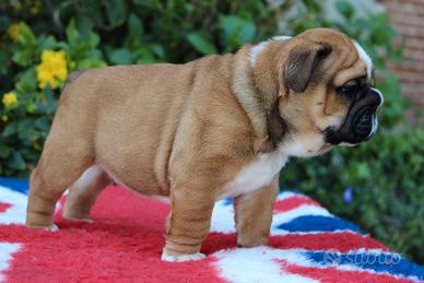 Bulldog inglese maschio