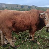 Toro lemusine puro con certificato