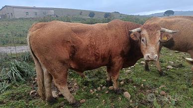 Toro lemusine puro con certificato