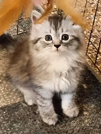 Gatto Siberiano