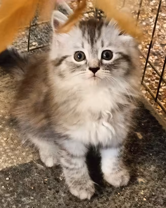 Gatto Siberiano