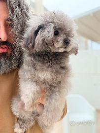 Barboncino 12 mesi Teacup stallone asiatico