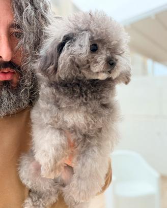Barboncino teacup stallone asiatico maschio 14