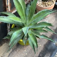Agave desmetiana