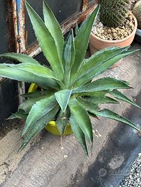 Agave desmetiana