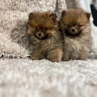 Cuccioli femmina volpino Pomerania