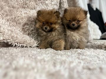 Cuccioli femmina volpino Pomerania