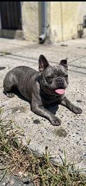 Bulldog Francese femmina