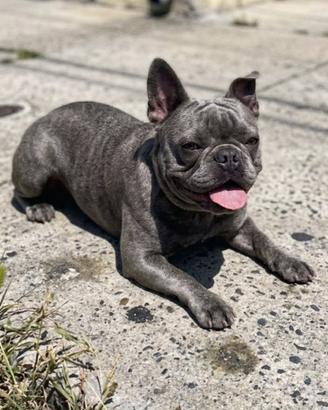 Bulldog Francese femmina