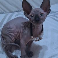 Cuccioli di sphynx trasporto in tutta italia