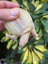 Tartaruga Pelodiscus sinensis albine
